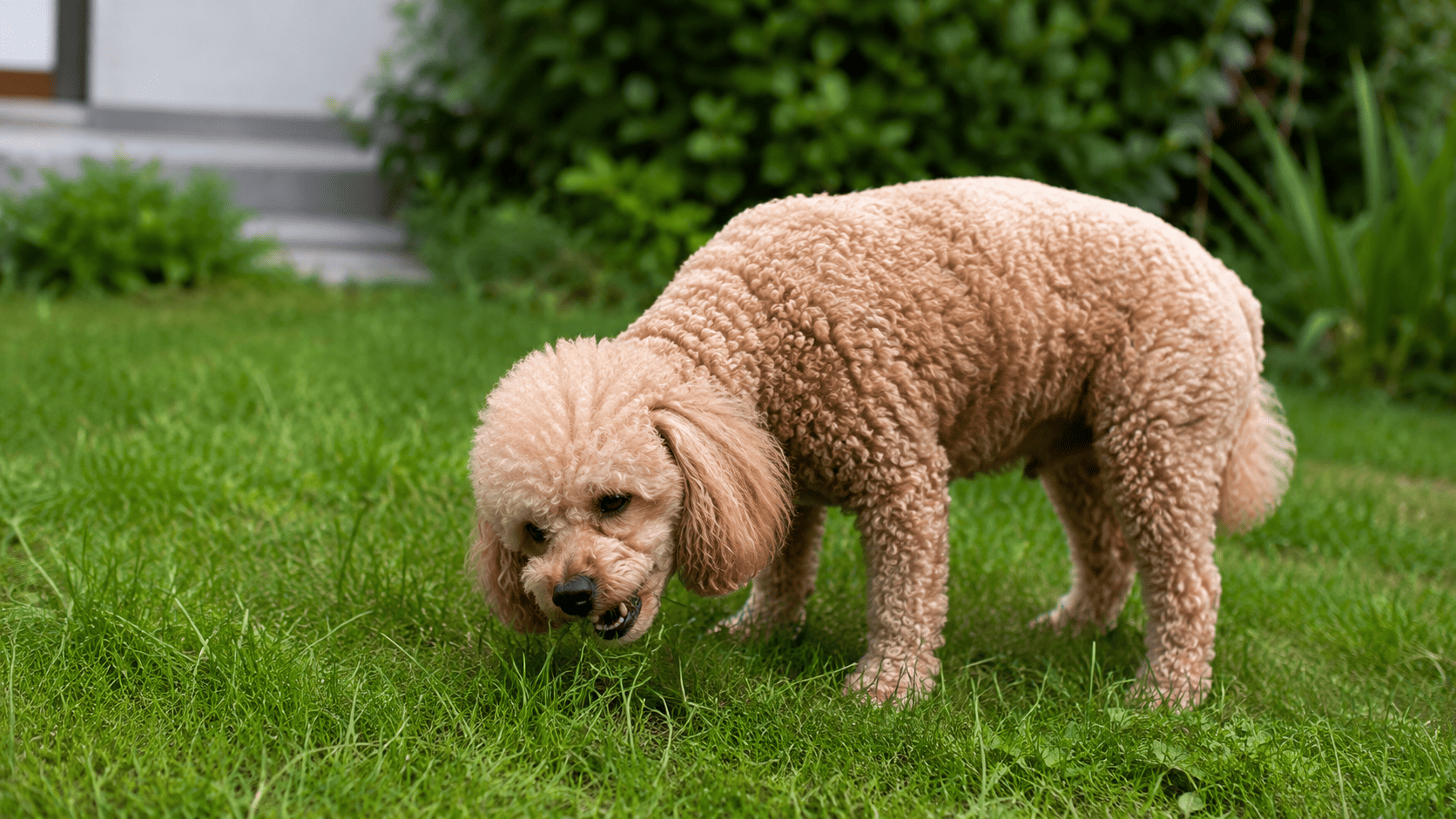 Cane che mangia erba in giardino