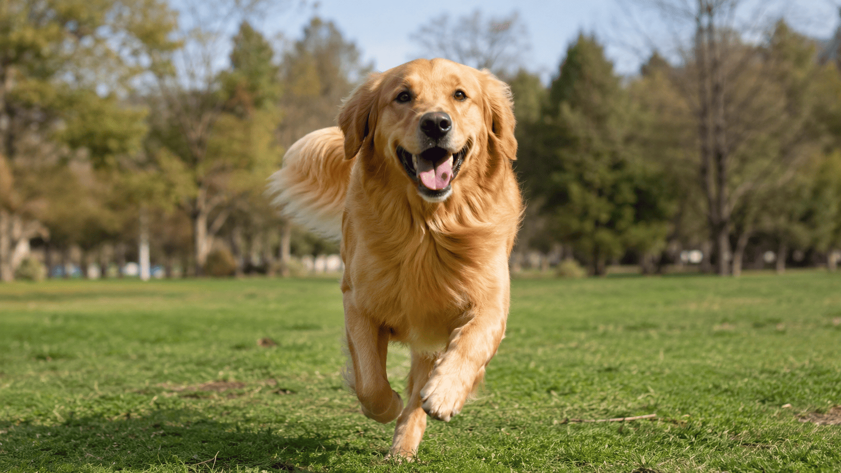 Cane felice e in salute che corre in un prato