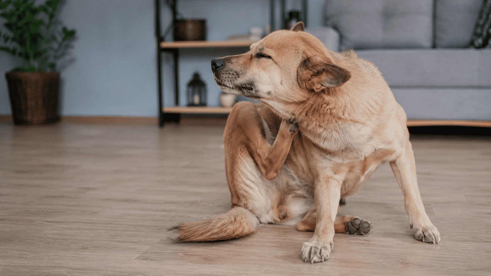Cane che si gratta l'orecchio per prurito